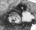 Grey Backscatter
